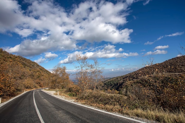 Nella foresta, rami degli alberi che si estendono verso il cielo