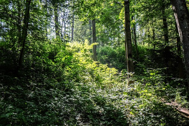 Nella foresta selvaggia