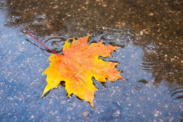 Nella pozzanghera ci sono foglie d'autunno. Acero giallo nel parco.