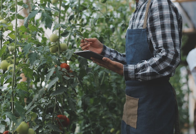 Nella serra industriale due ingegneri agricoli testano la salute delle piante e analizzano i dati con un tablet