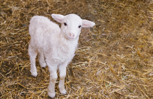 Nella stalla c'è un agnello bianco. L'agnellino guarda la telecamera.