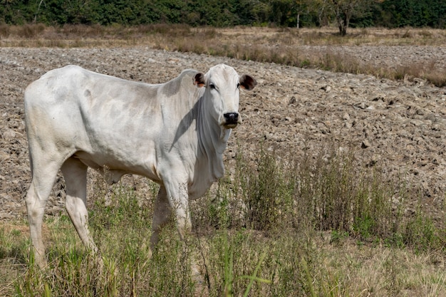 Nellore bovini al pascolo