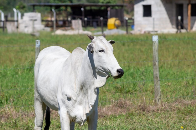 Nelore Mucca in un campo al pascolo Erba verde Messa a fuoco selettiva