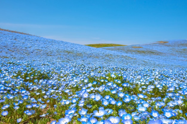 Nemophila baby occhi azzurri fiori campo di fiori tappeto di fiori blu