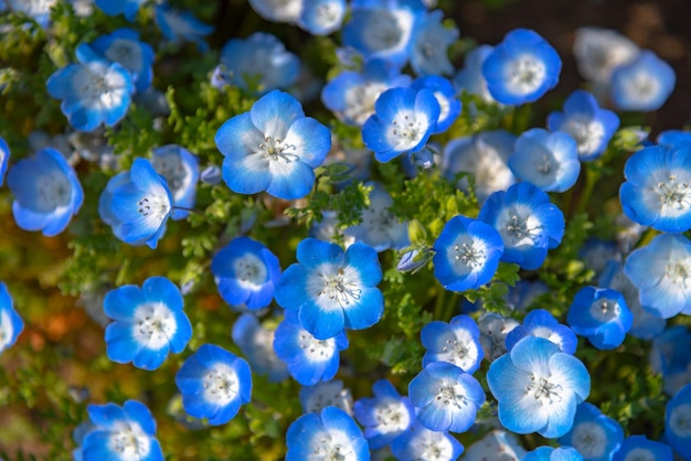 Nemophila baby occhi azzurri fiori campo di fiori tappeto di fiori blu