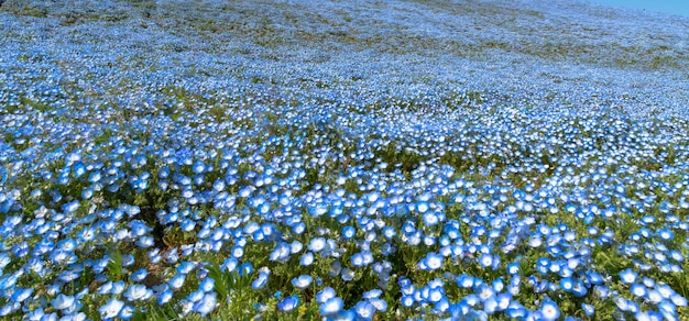 Nemophila baby occhi azzurri fiori campo di fiori tappeto di fiori blu