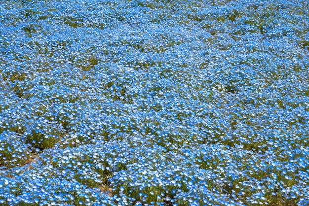 Nemophila baby occhi azzurri fiori campo tappeto di fiori blu
