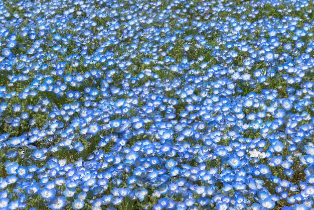 Nemophila baby occhi azzurri fiori campo tappeto di fiori blu