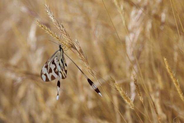 Nemoptera bipennis nel suo ambiente naturale