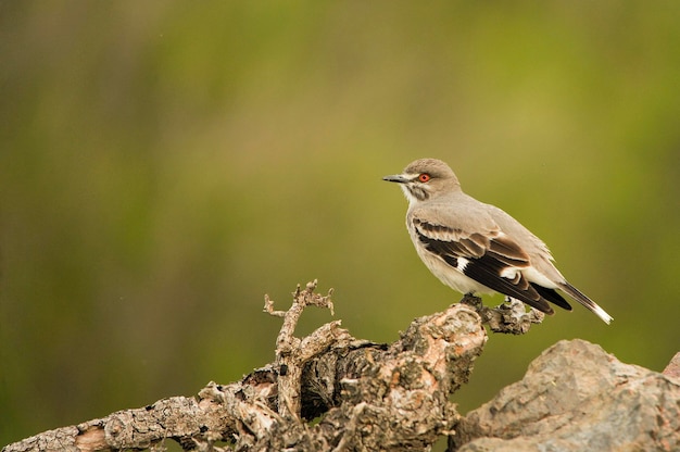 Nengetus cinereus - La monaca grigia è una specie di uccello passeriforme della famiglia dei Tyrannidae.