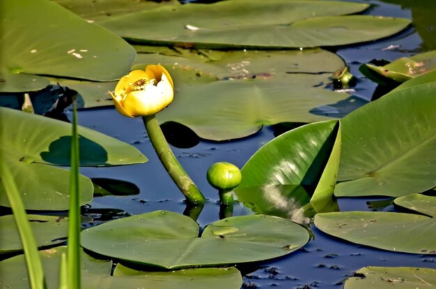 Nenuphar giallo in acqua sullo sfondo di foglie verdi