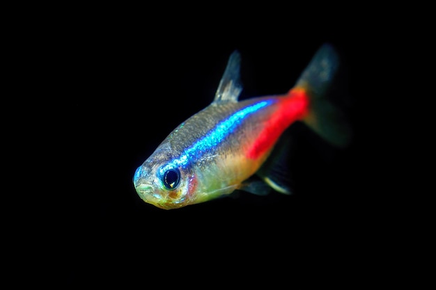 Neon tetra Pesci tropicali Paracheirodon Innesi