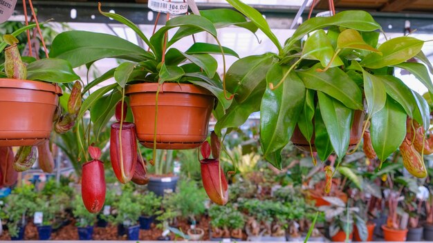 Nepenthes burkei pianta di brocca tropicale in negozio di piante in vendita piante o tazze di brocca tropicale