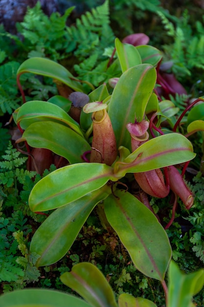 Nepenthes è un genere di piante predatrici del primo piano monotipico della famiglia Nepenthes