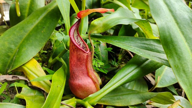 Nepenthes nel giardino della foresta pluviale tropicale.