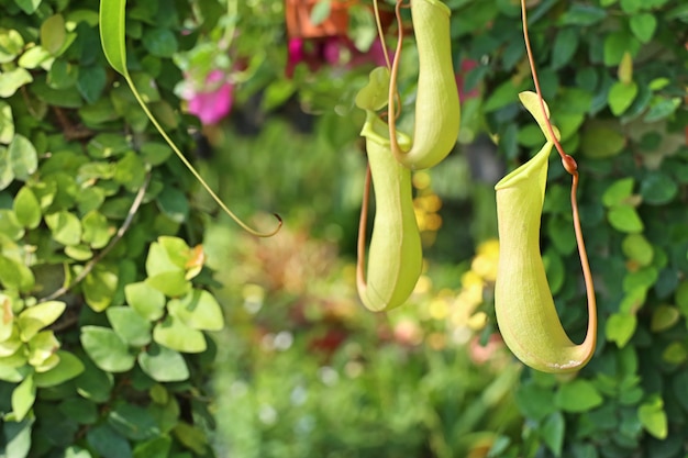 Nepenthes o piante di brocca tropicale