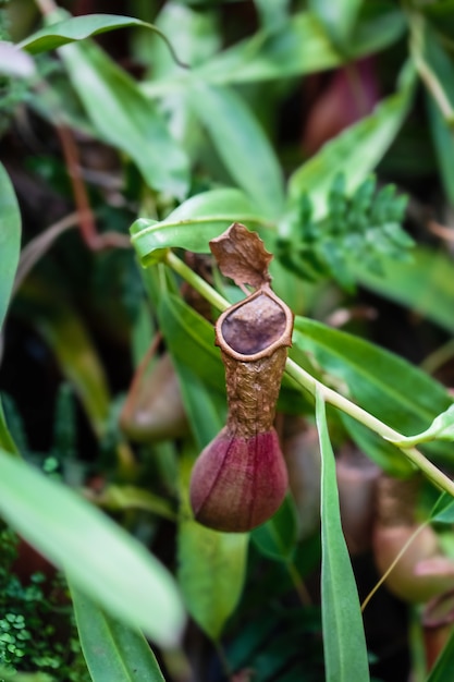 Nepenthes pianta tropicale carnivora che pende da un albero nella serra su uno sfondo sfocato con messa a fuoco selettiva. La foto è stata scattata nel giardino botanico. Mosca, Russia.