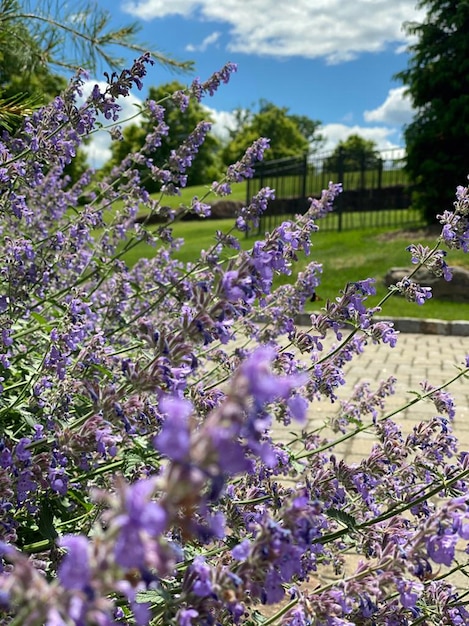 Nepeta fiori