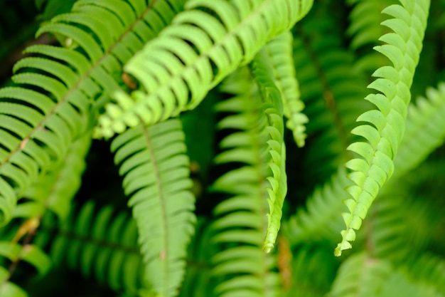 Nephrolepis exaltata, la felce spada o Boston. specie di felci della famiglia Lomariopsidaceae. foresta.