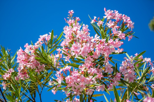 Nerium oleander tree