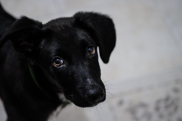 Nero cucciolo bastardo carino cagnolino faccia foto di alta qualità carino cagnolino faccia