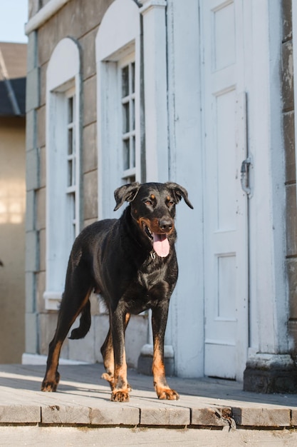 Nero grande cane di razza beauceron pastore francese