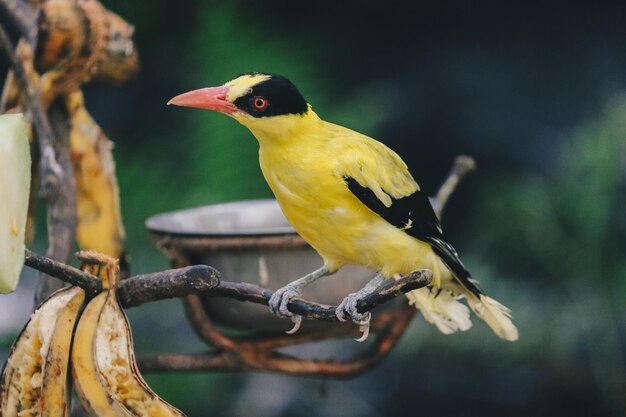 Nero Naped Oriole Oriolus chinensis o singolo uccello giallo appollaiato su un ramo di albero