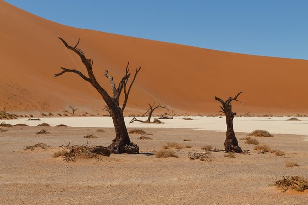 nessun deserto umani all'aperto albero cielo sabbia giorno cielo blu paesaggio albero nudo