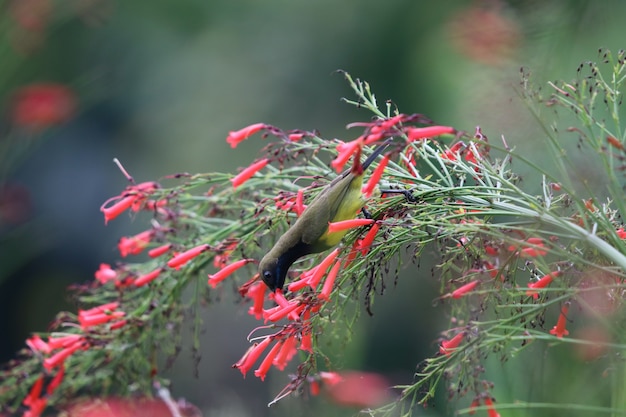 Nettare d&#39;alimentazione animale dal ventre giallo-gonfiabile dai piccoli fiori del petardo