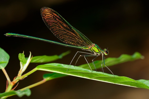 Neurobasis Chinensis su foglie verdi