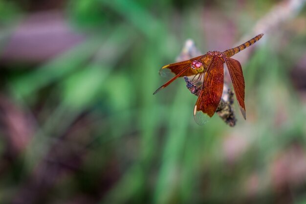 Neurothemis fulvia, il fuligginoso skimmer della foresta, è una specie di libellula