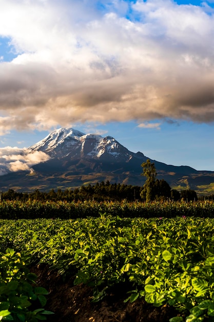 nevado chimborazo visto desde unos campos sembrados en san andres