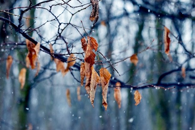 Neve bagnata nel tardo autunno o all'inizio dell'inverno nella foresta. Ramo di albero bagnato nella foresta durante la pioggia con la neve