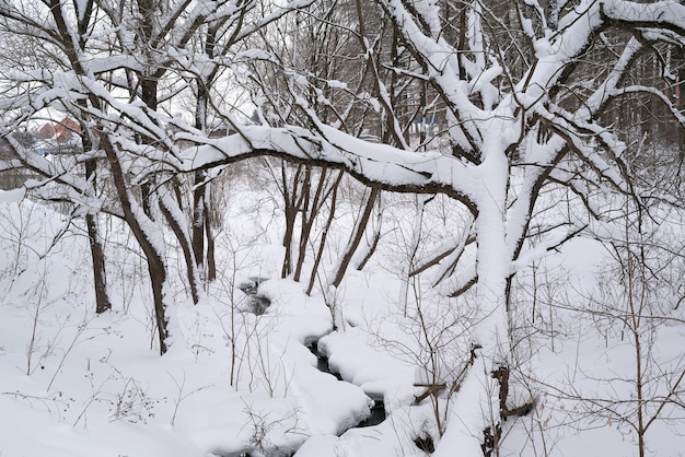 Neve bianca su rami di un albero nudo in una gelida giornata invernale da vicino Sfondo naturale Sfondo botanico selettivo Foto di alta qualità