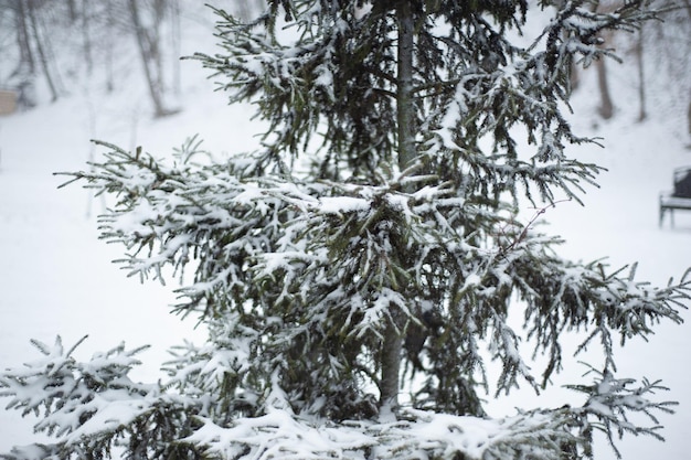 Neve bianca su rami di un albero nudo in una gelida giornata invernale, primi piani. Sfondo naturale. Sfondo botanico selettivo.