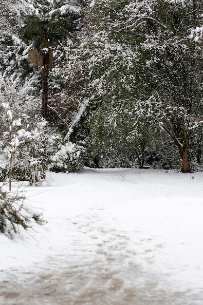 Neve bianca su rami di un albero nudo in una gelida giornata invernale primo piano Sfondo naturale Sfondo botanico selettivo