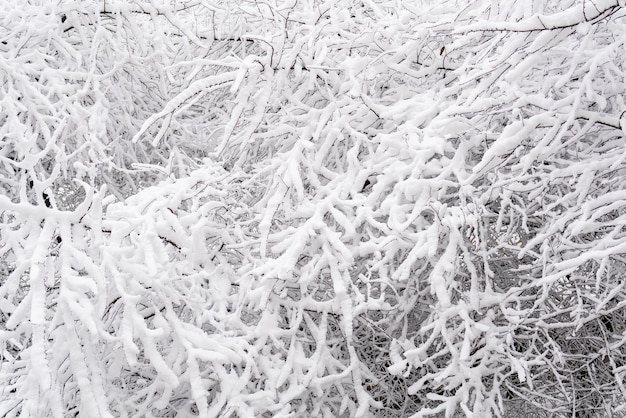 Neve bianca sui rami spogli di un albero in una gelida giornata invernale primo piano Sfondo naturale Sfondo botanico selettivo