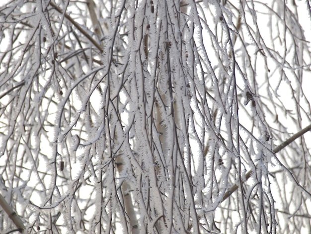 Neve congelata sull'albero