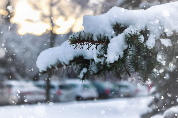 Neve di abete invernale