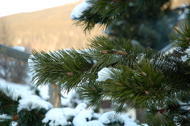 Neve e albero