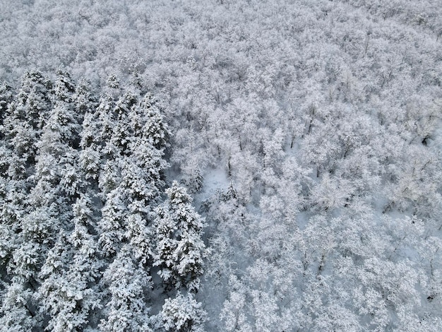 Neve e ghiaccio sugli alberi sempreverdi in inverno gelido giorno drone foto texture di alberi