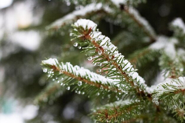 Neve e gocce d'acqua sui rami di abete