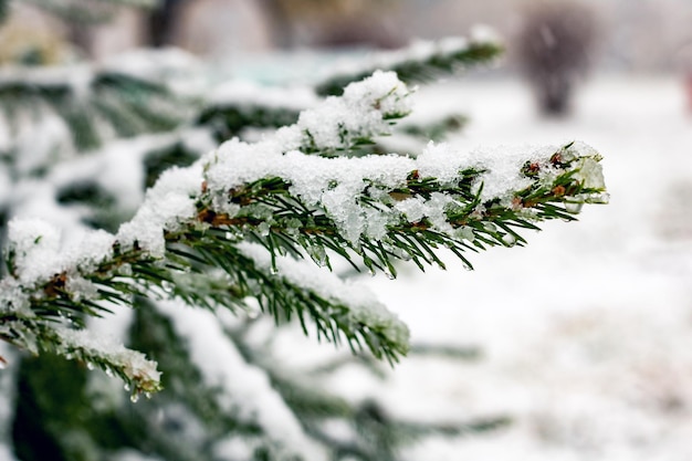 Neve e gocce su un ramo di pino