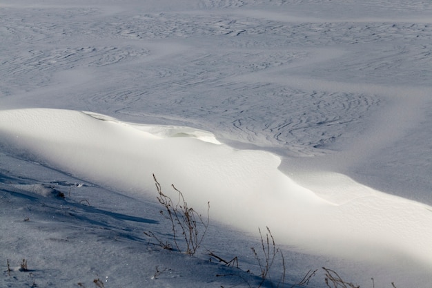 neve e piante