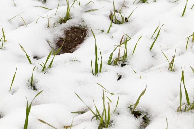 Neve fotografata nella stagione invernale, che è apparsa dopo una nevicata. avvicinamento,