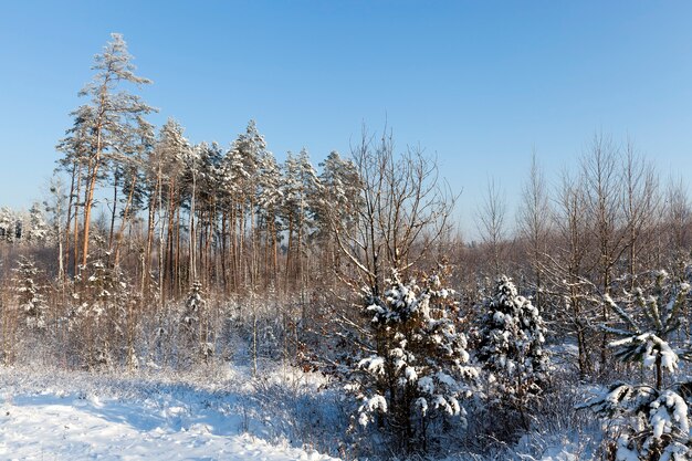 Neve fotografata nella stagione invernale, che è apparsa dopo una nevicata. avvicinamento,