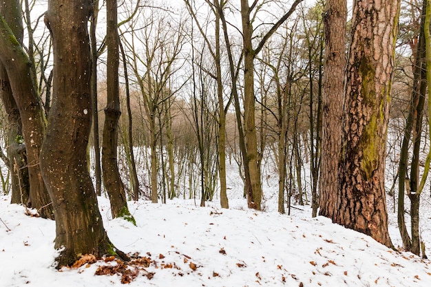 Neve fotografata nella stagione invernale nella foresta, da vicino