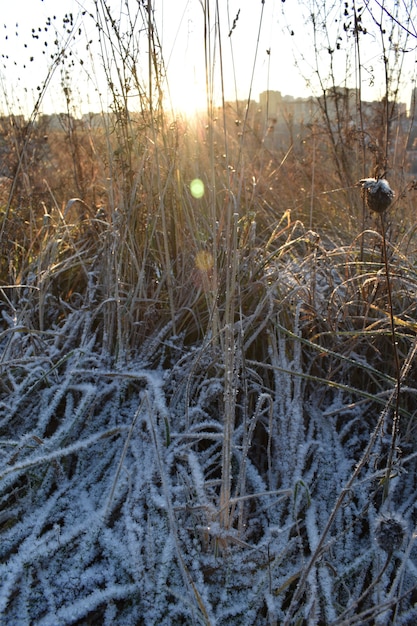 Neve fresca sull'erba e all'alba