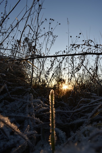 Neve fresca sull'erba e all'alba