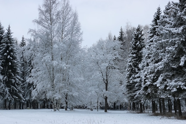 Neve invernale su abete